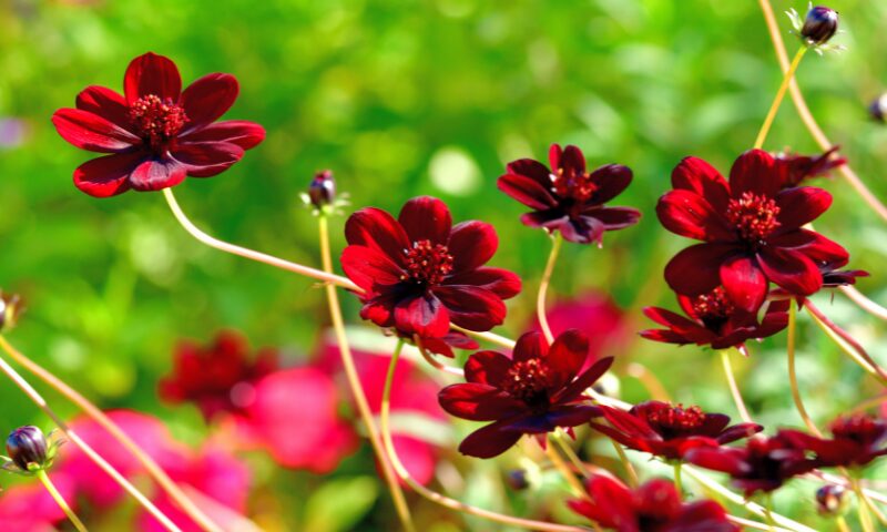 チョコレートコスモスの花